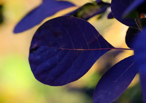 Royal Purple Smoke bush tree on Autumn